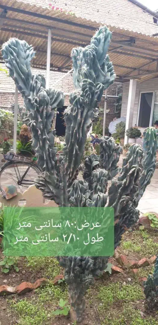 کاکتوس صخره ای سبزسبز|گل و گیاه طبیعی|قائم‌شهر, |دیوار