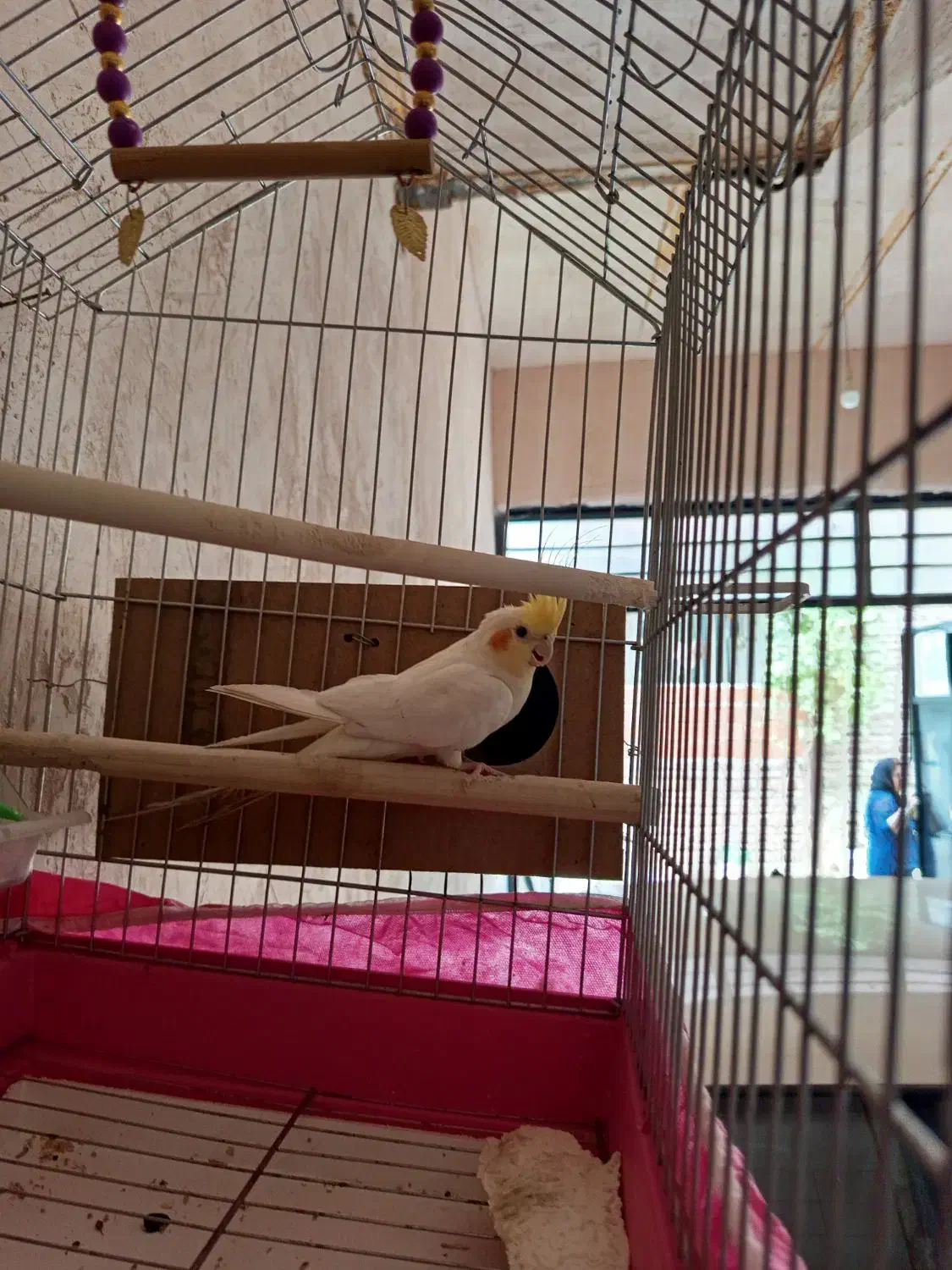 جفت‌عروس‌هلندی|پرنده|مریوان, |دیوار