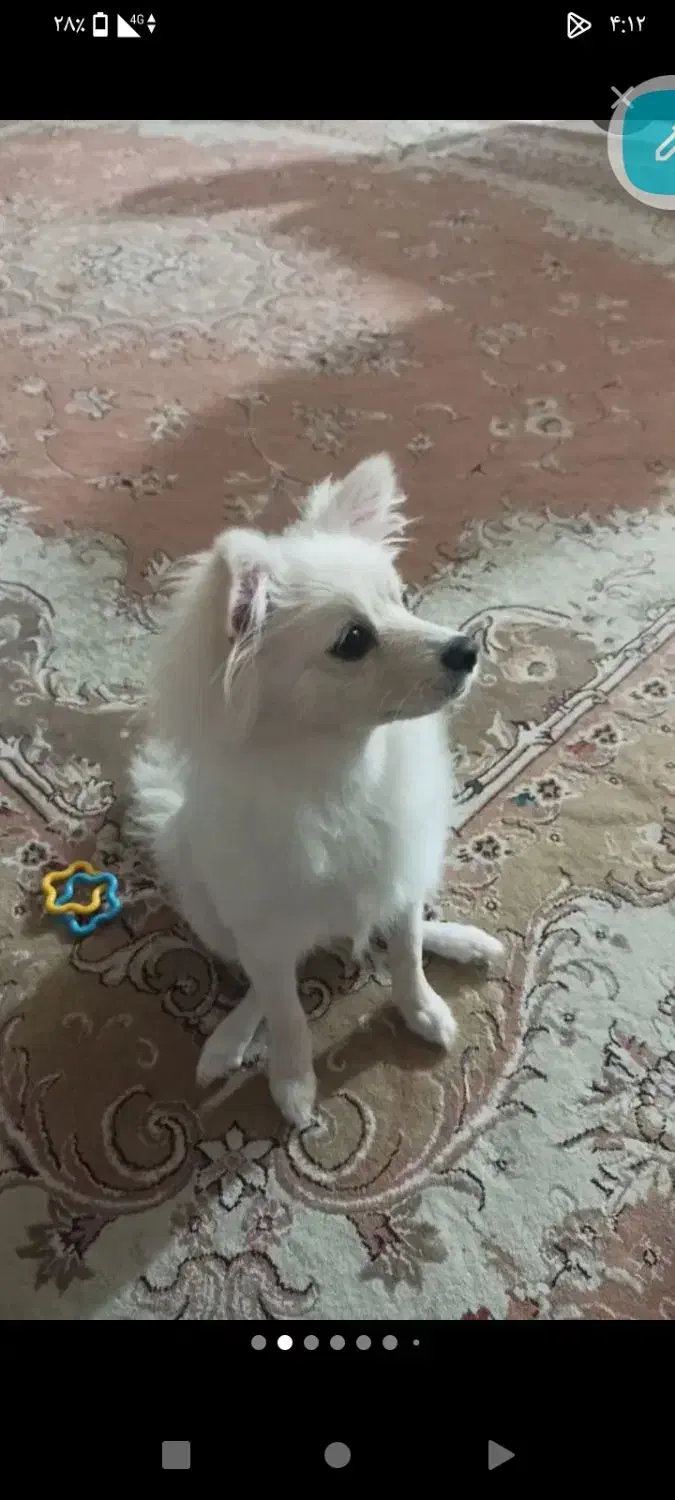 سگ پامر خانگی|سگ|پاکدشت, پاکدشت (مامازند)|دیوار