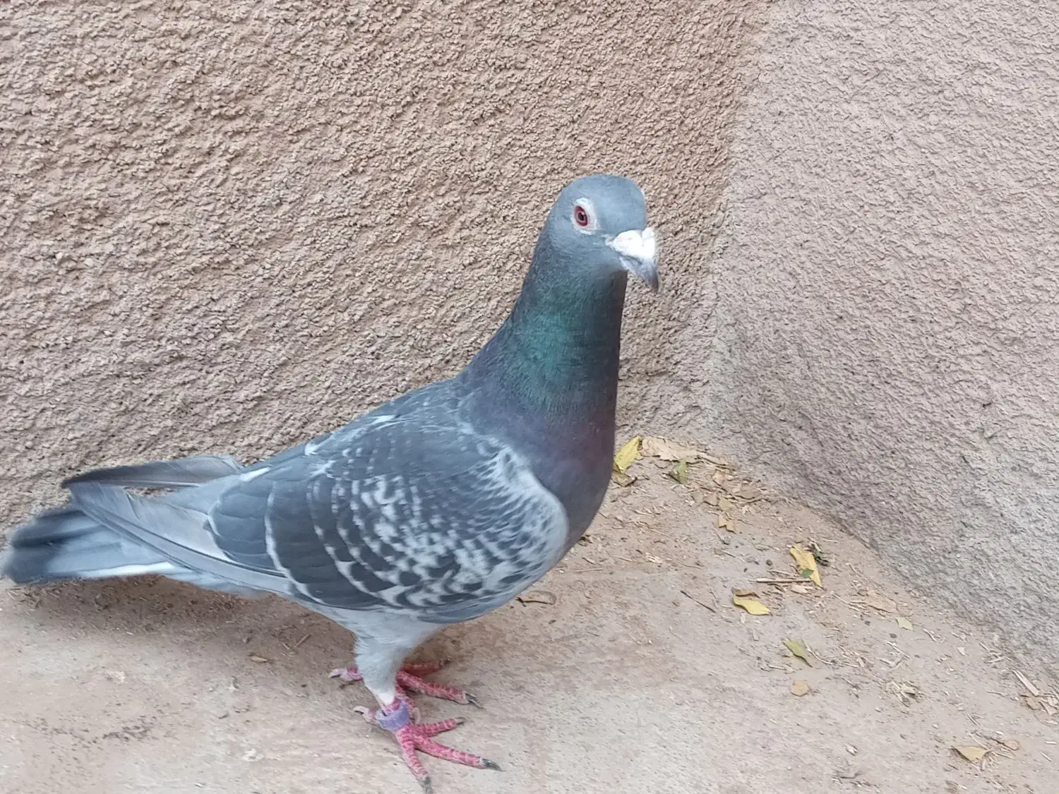 نر اردن خالص|پرنده|درمیان, |دیوار