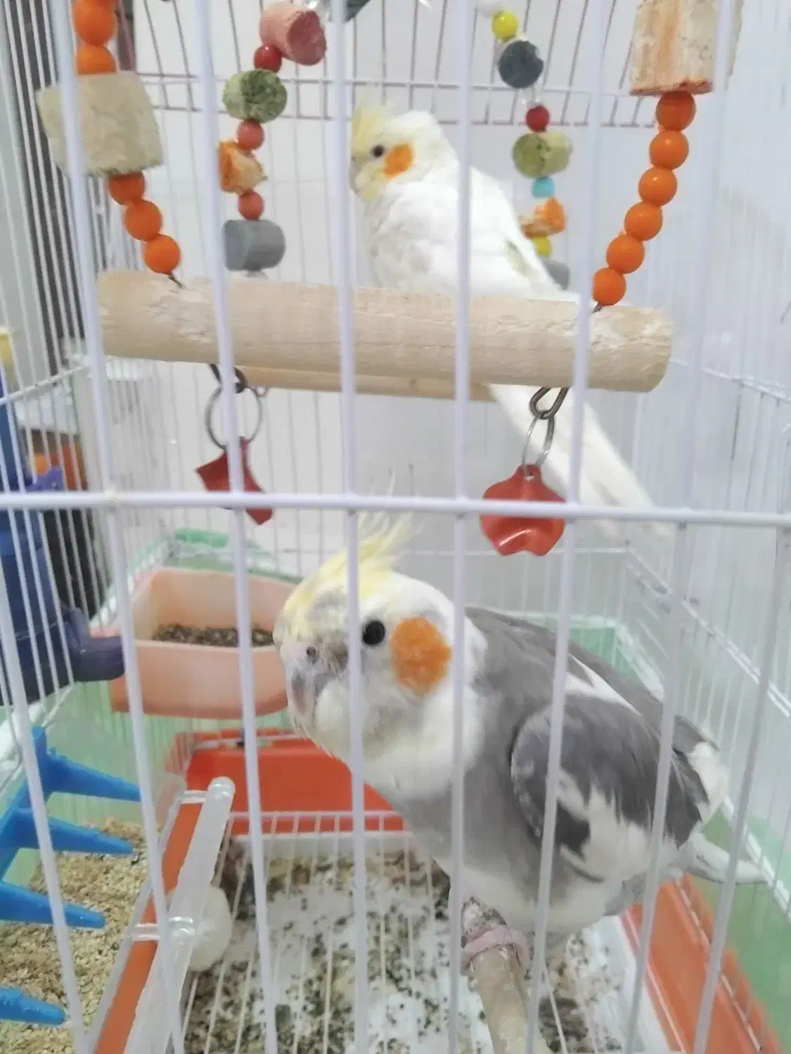 عروس هلندی|پرنده|شبستر, |دیوار