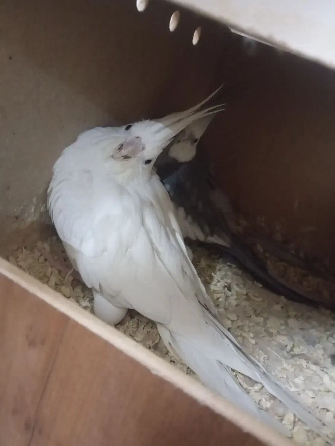 عروس پاریس درجه یک|پرنده|سوسنگرد, |دیوار