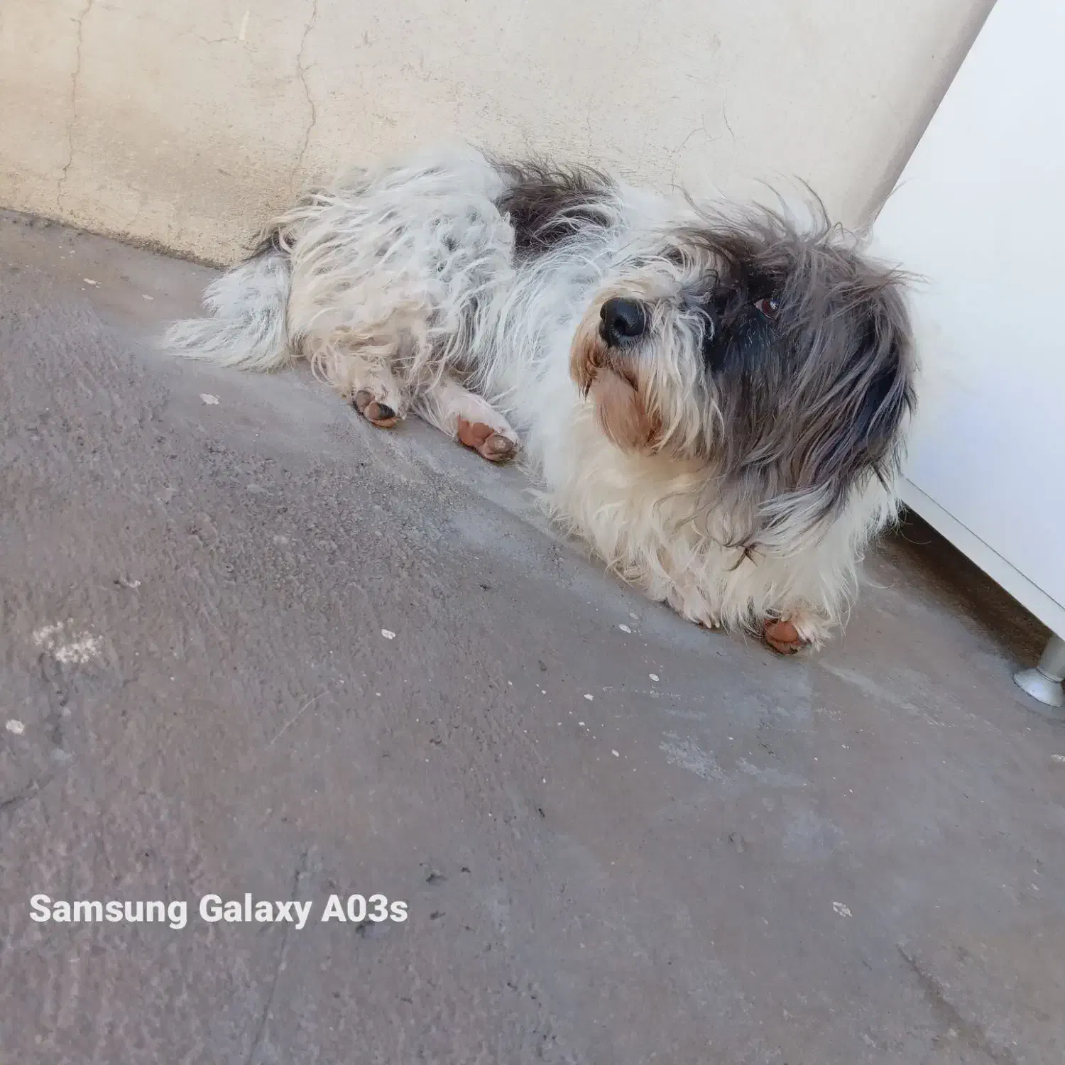 سگ ماده شیتزو|سگ|بوکان, |دیوار