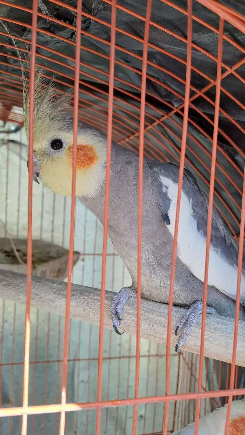 عروس هلندی نر و ماده(جفت نیستن)|پرنده|الشتر, |دیوار