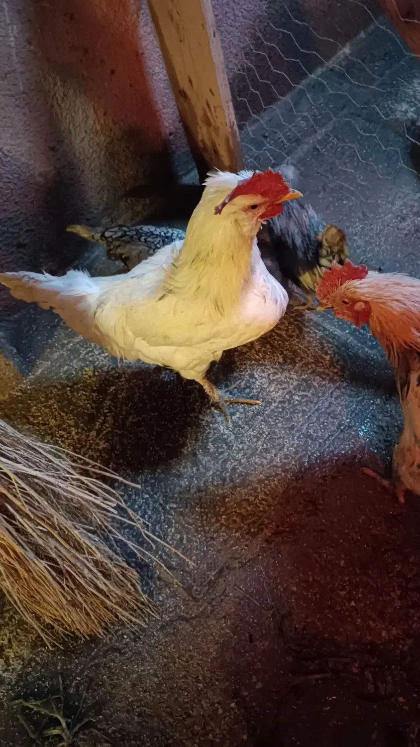 خروس رسمی|حیوانات مزرعه|نظرآباد, نظرآباد|دیوار