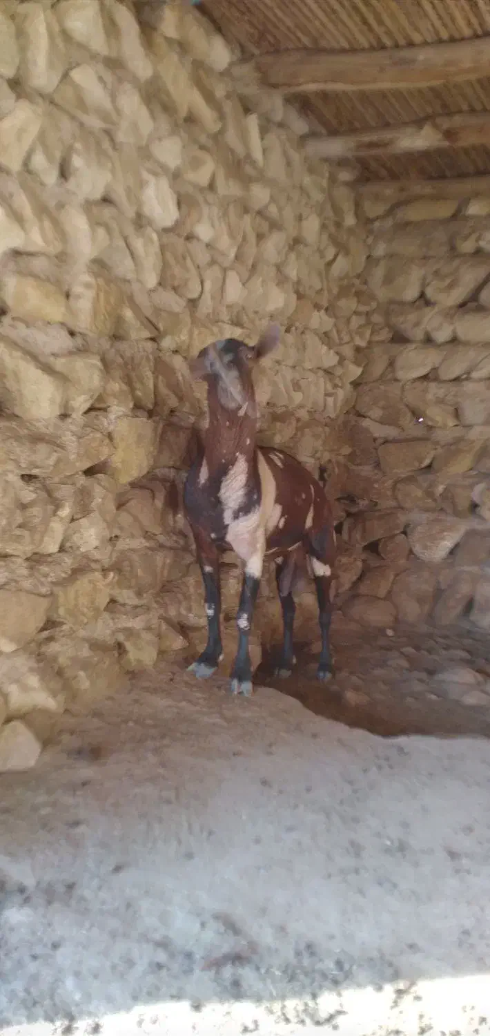 نری|حیوانات مزرعه|بندرعباس, |دیوار