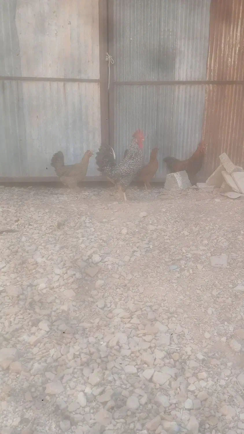 مرغ خروس|حیوانات مزرعه|سیدان, |دیوار