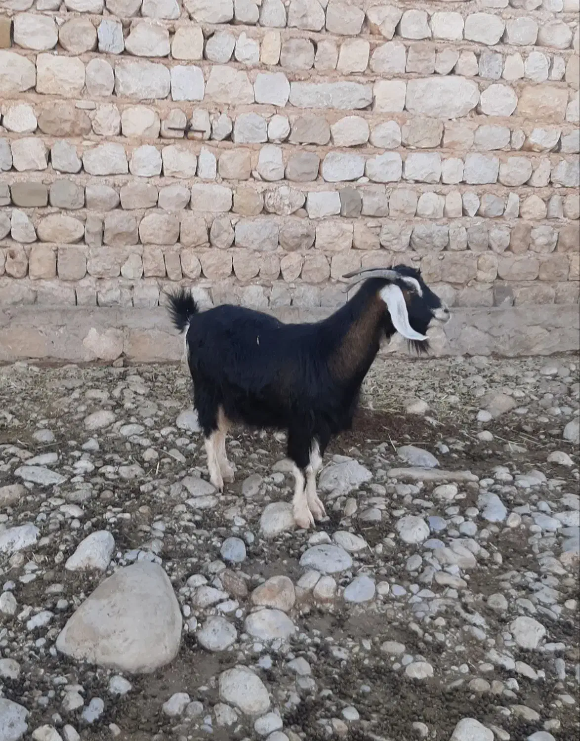 فروش۳۰راس بز|حیوانات مزرعه|اندیمشک, |دیوار