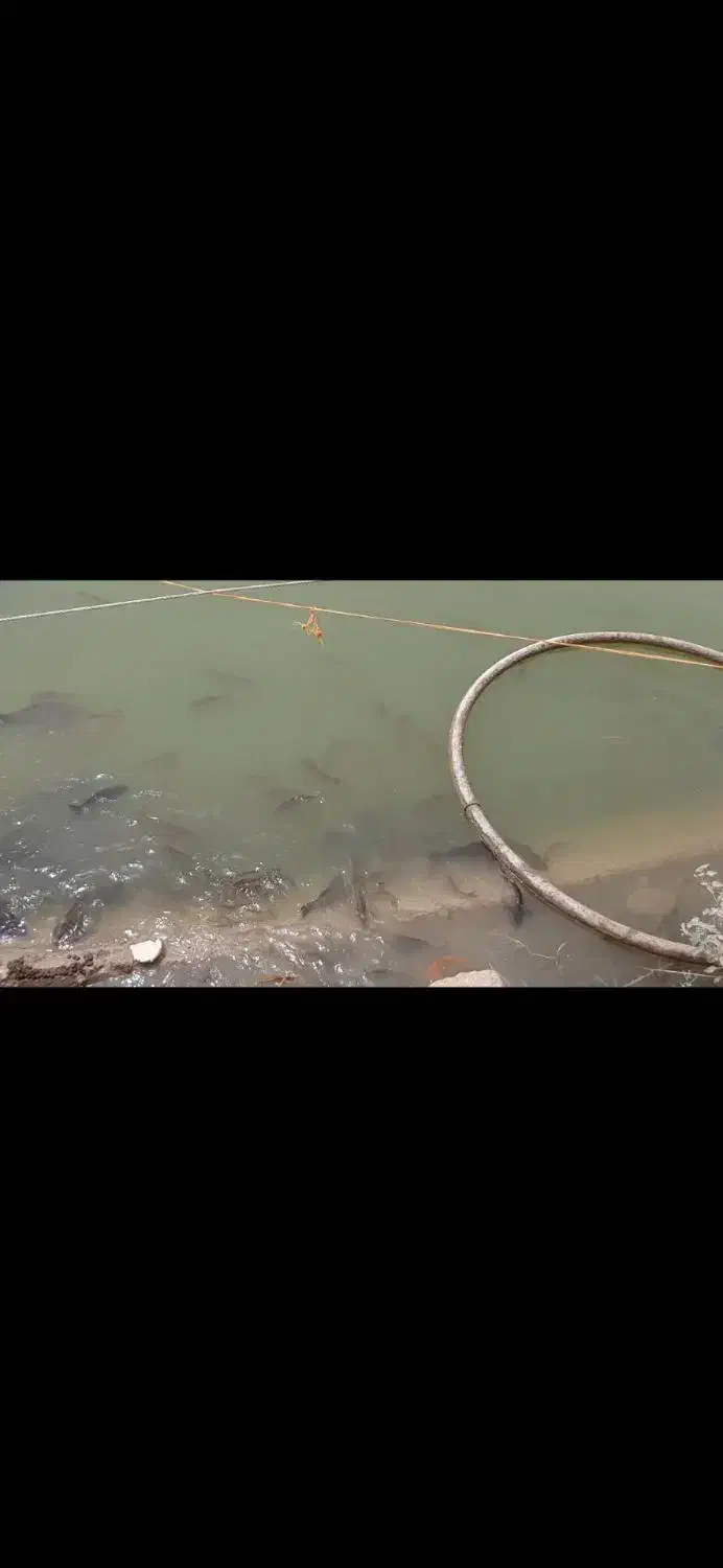 مشارکت در مزرعه پرورش ماهی ومجموعه گردشگری|مشارکت در ساخت املاک|زابل, |دیوار