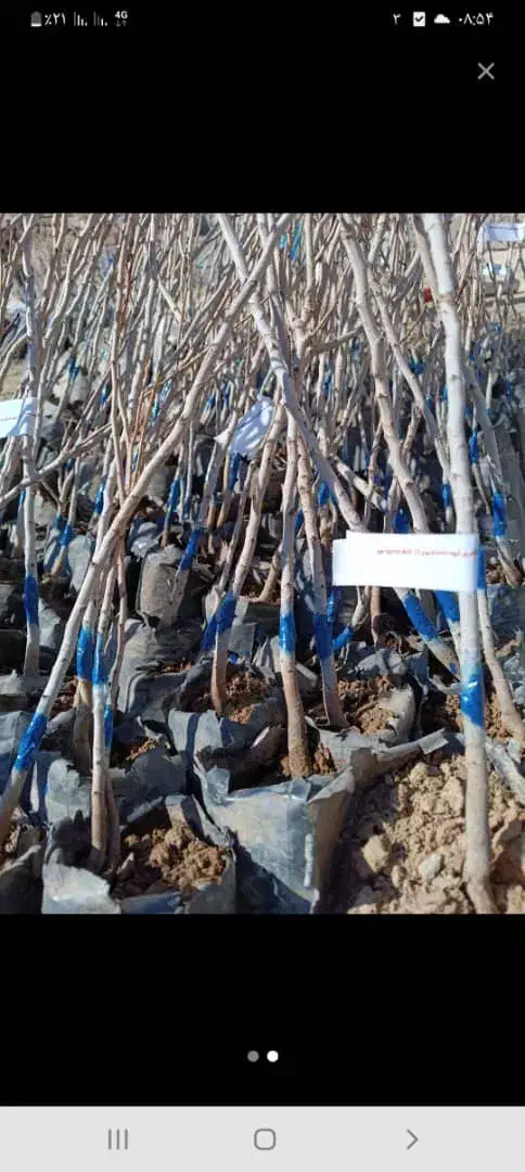 بدون واسطه و مستقیم از نهالستان بخرید|خدمات باغبانی و درختکاری|اصفهان, آزادگان|دیوار