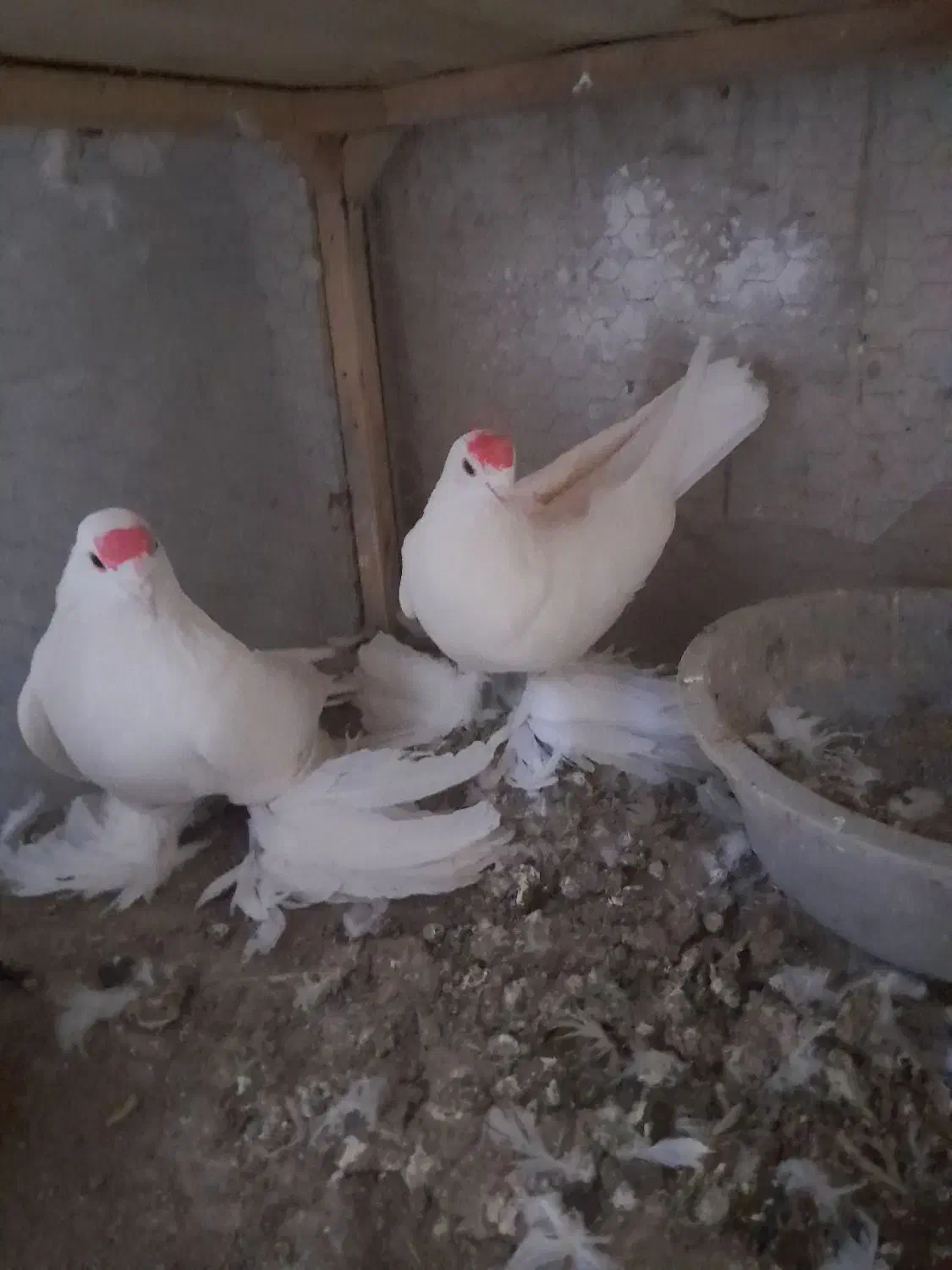 ۳جفت کبوتر لوتی جفت ۲میلیون|پرنده|اهر, |دیوار