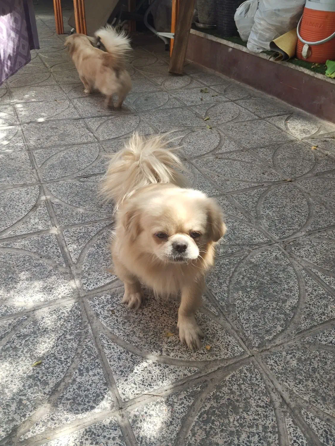 واگذاری پیکینیز امپریال نر ماده|سگ|تهران, هاشمی|دیوار