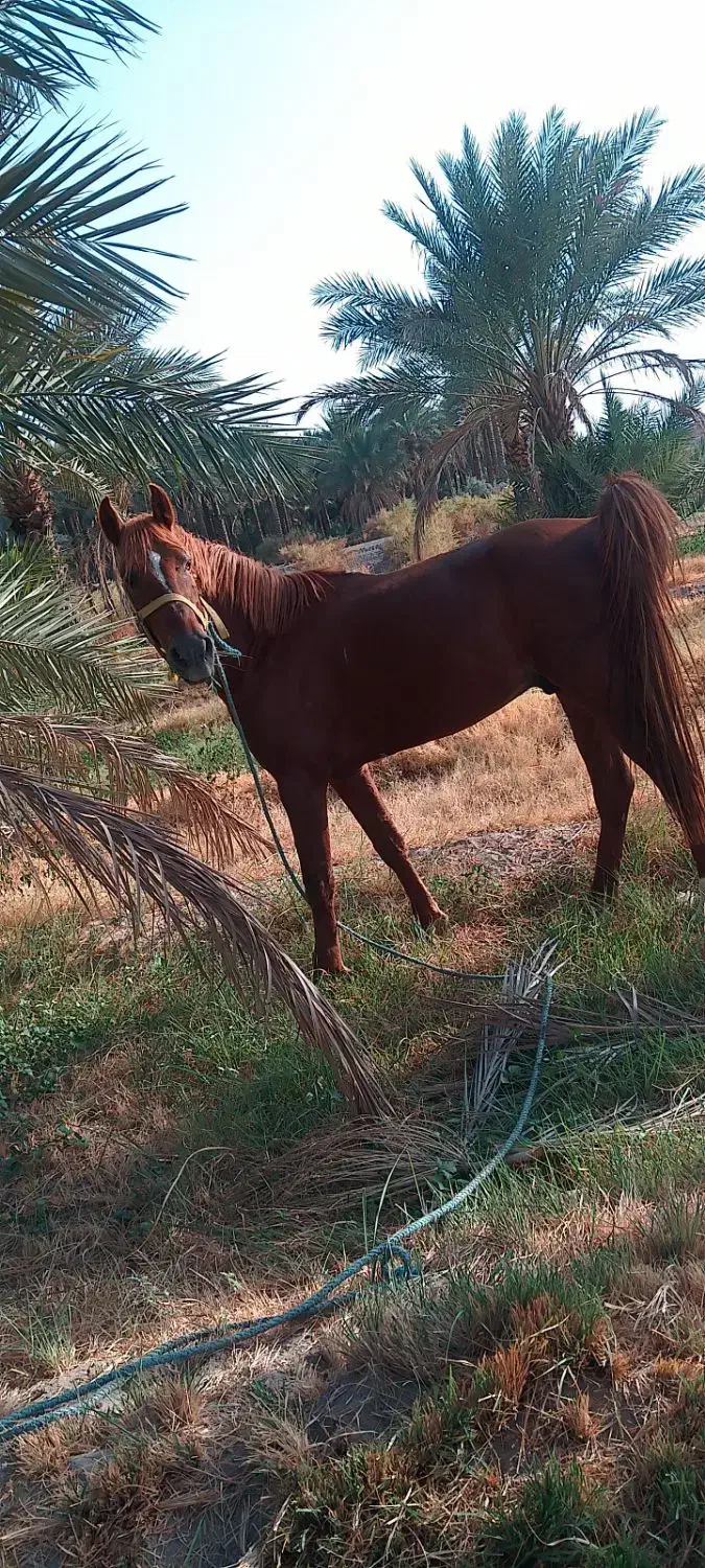 اسب|اسب و تجهیزات اسبسواری|جیرفت, |دیوار