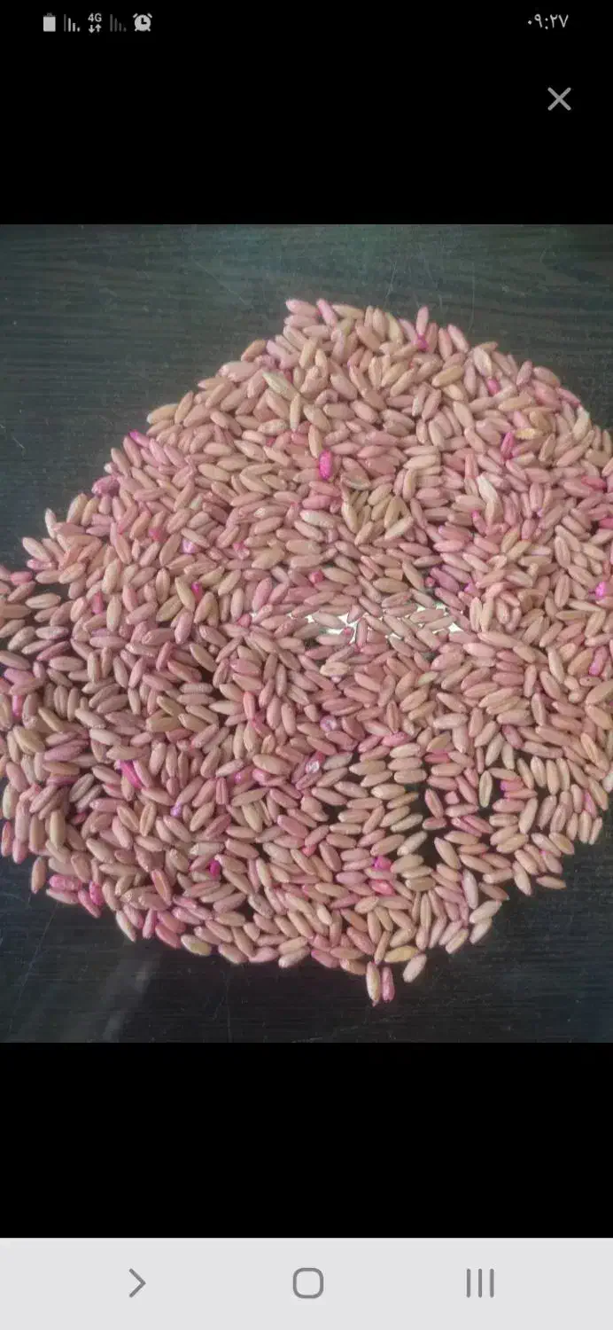 بذرگندم باران  دیم بوجار شده وسم زده کیسه|خدمات باغبانی و درختکاری|زالیان, |دیوار