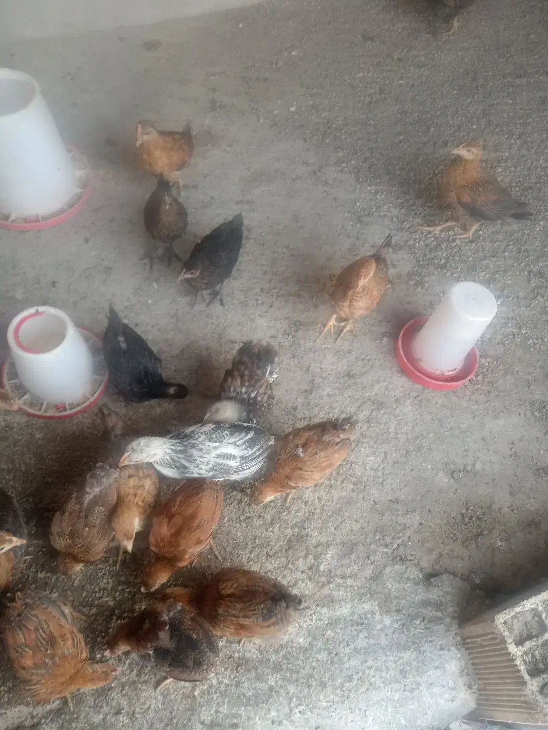 حیوان خونگی|حیوانات مزرعه|سوق, |دیوار