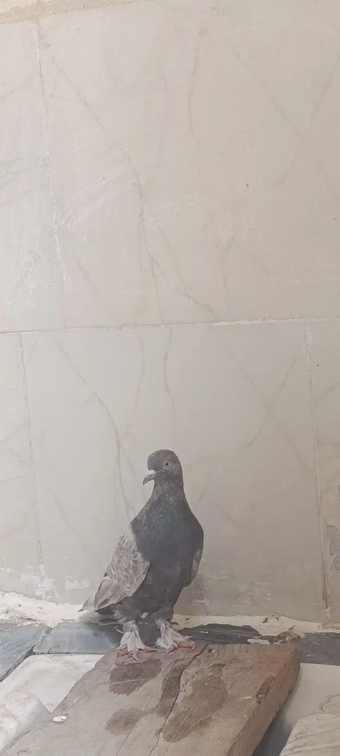 یک عدد کفتر|پرنده|مرند, |دیوار