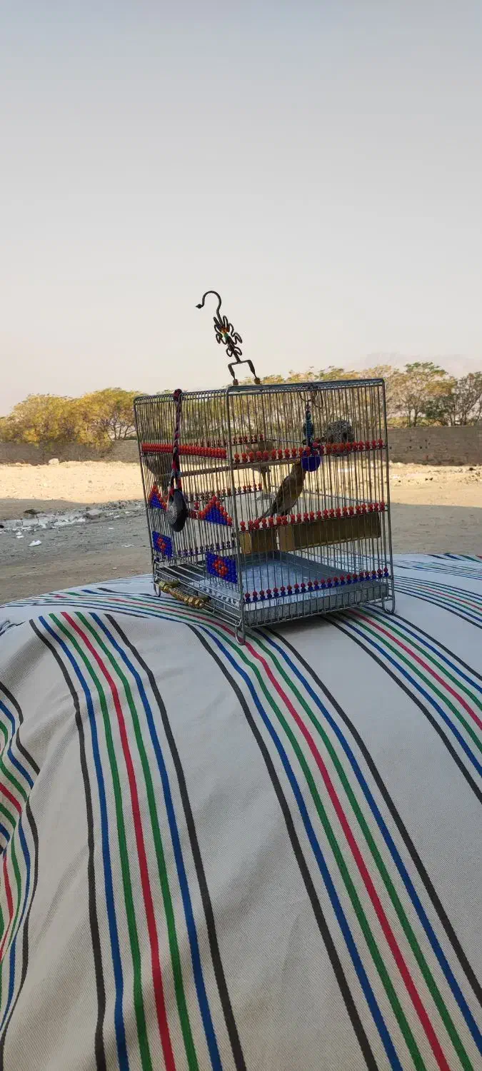 سره قناری دهن خرم آباد ردی|پرنده|پاکدشت, پاکدشت (مامازند)|دیوار