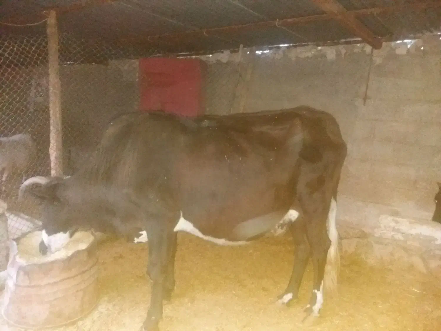 گاو آبستن شیش دانگ|حیوانات مزرعه|دره شهر, |دیوار