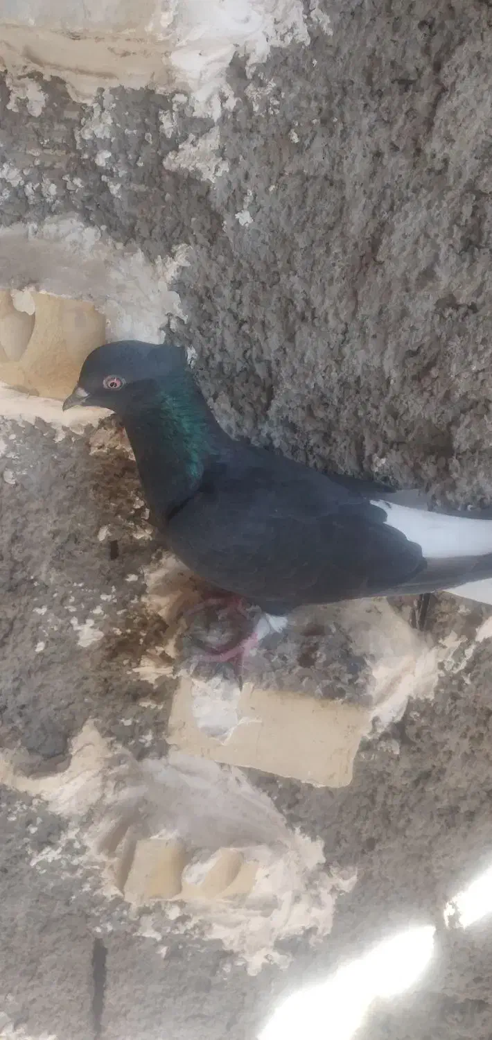 کبوتر|پرنده|حمیدیه, |دیوار