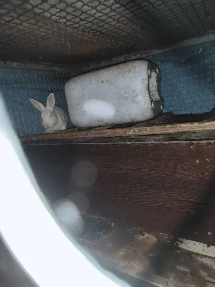 خرگوش سالم سرحال دونه 250|موش و خرگوش|نوشهر, |دیوار