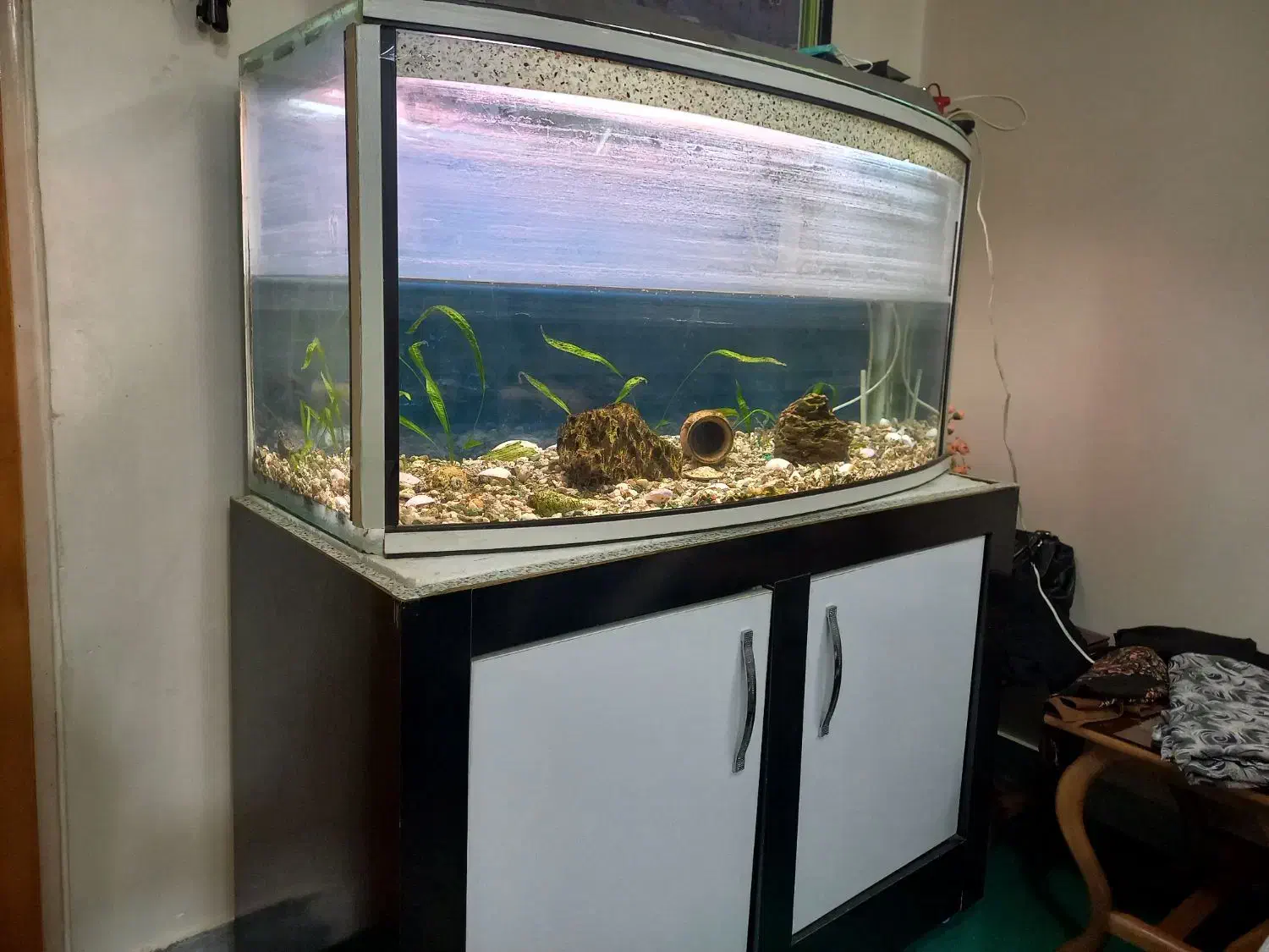 آکواریوم شیشه خم با میز و کلیه وسایل|ماهی|شاهینشهر, نبوت|دیوار