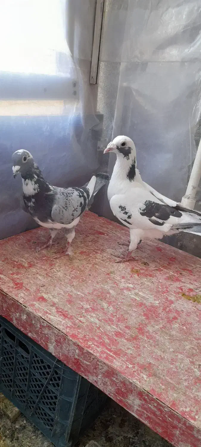 کفترآلمانی مسافتی|پرنده|گلبهار, شهر جدید گلبهار|دیوار