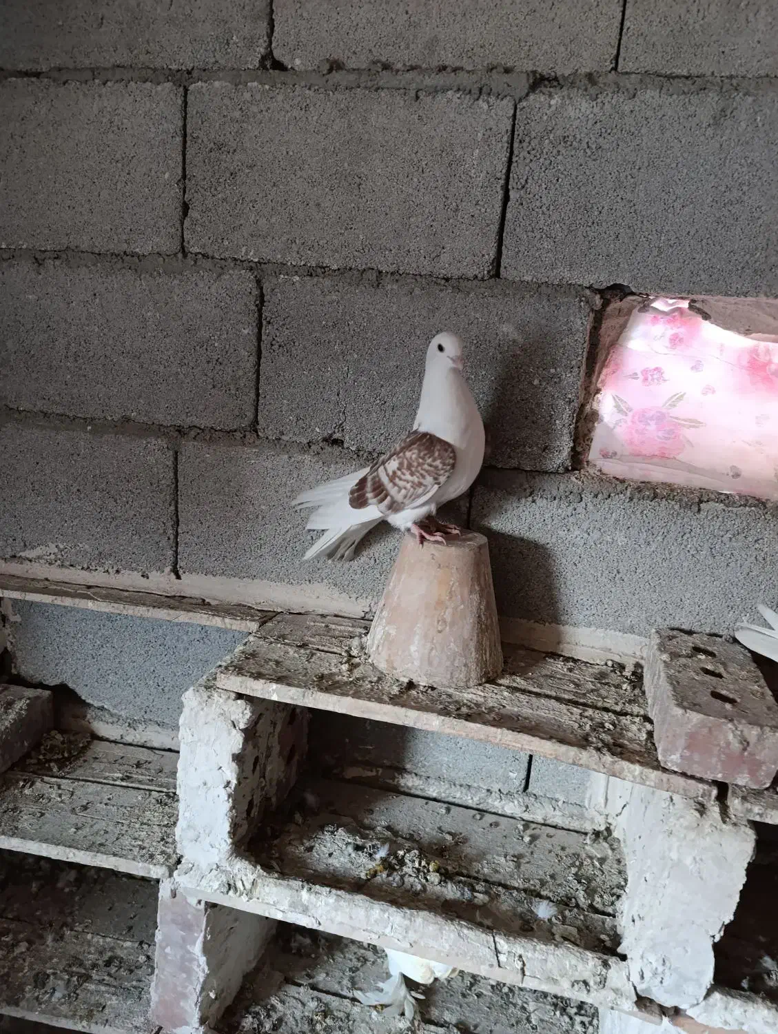 کبوتر پشتار|پرنده|خسروشاه, |دیوار