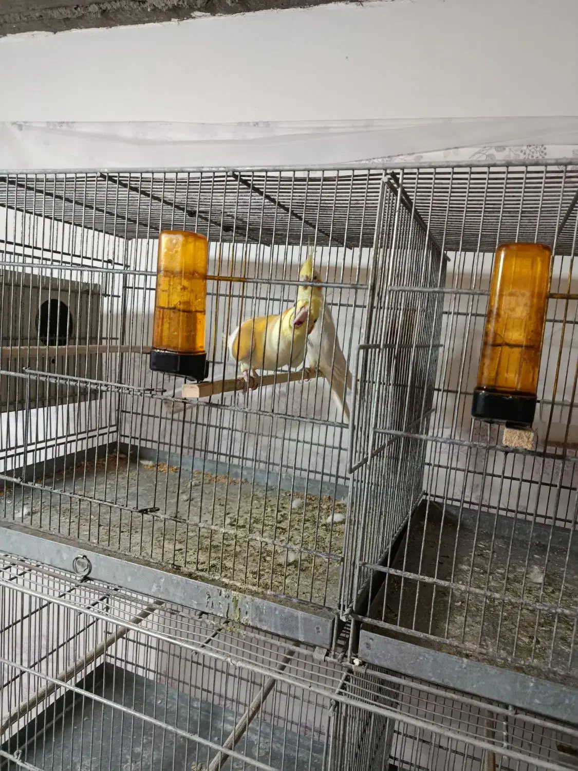 5جفت عروس مولد|پرنده|امیدیه, |دیوار