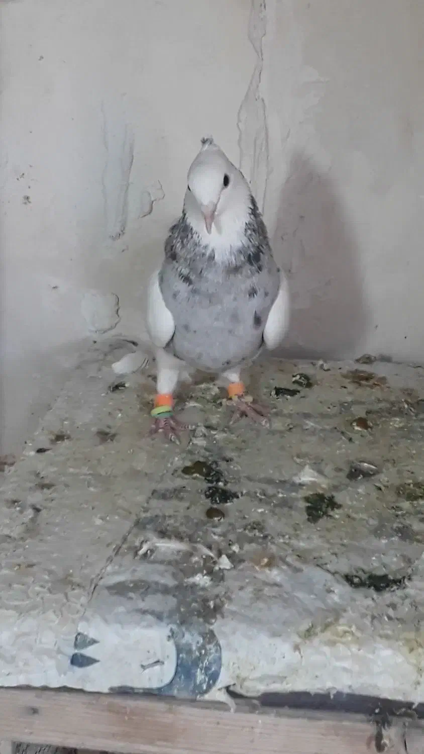 طوق الماسی گلدار|پرنده|فسا, |دیوار