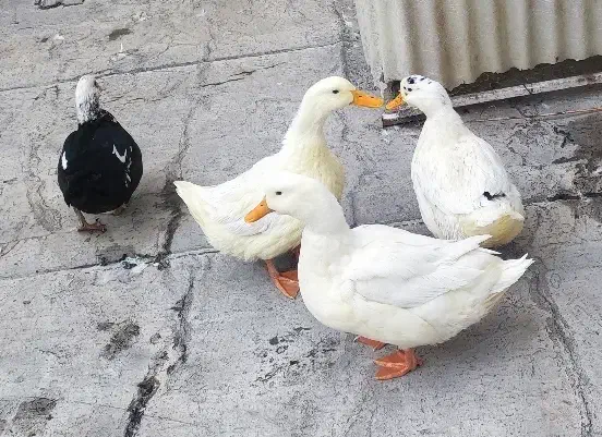 اردک|حیوانات مزرعه|باغستان, |دیوار