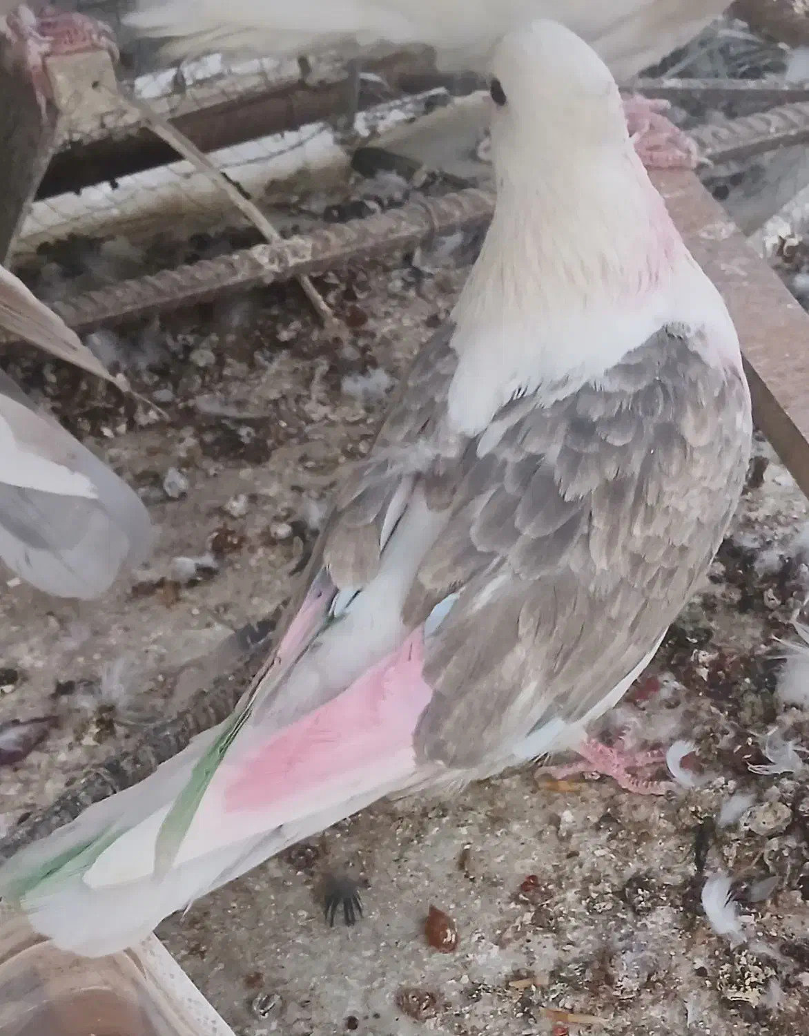 11تا کبوتر هواگرفته یجایی فروشی|پرنده|شاهرود, |دیوار