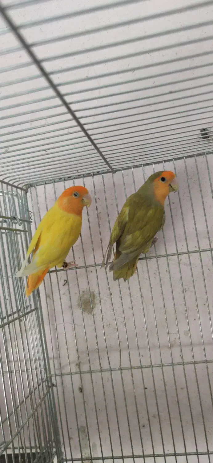 جفت طوطی برزیلی اوپال|پرنده|شیراز, پانصد دستگاه ارتش|دیوار