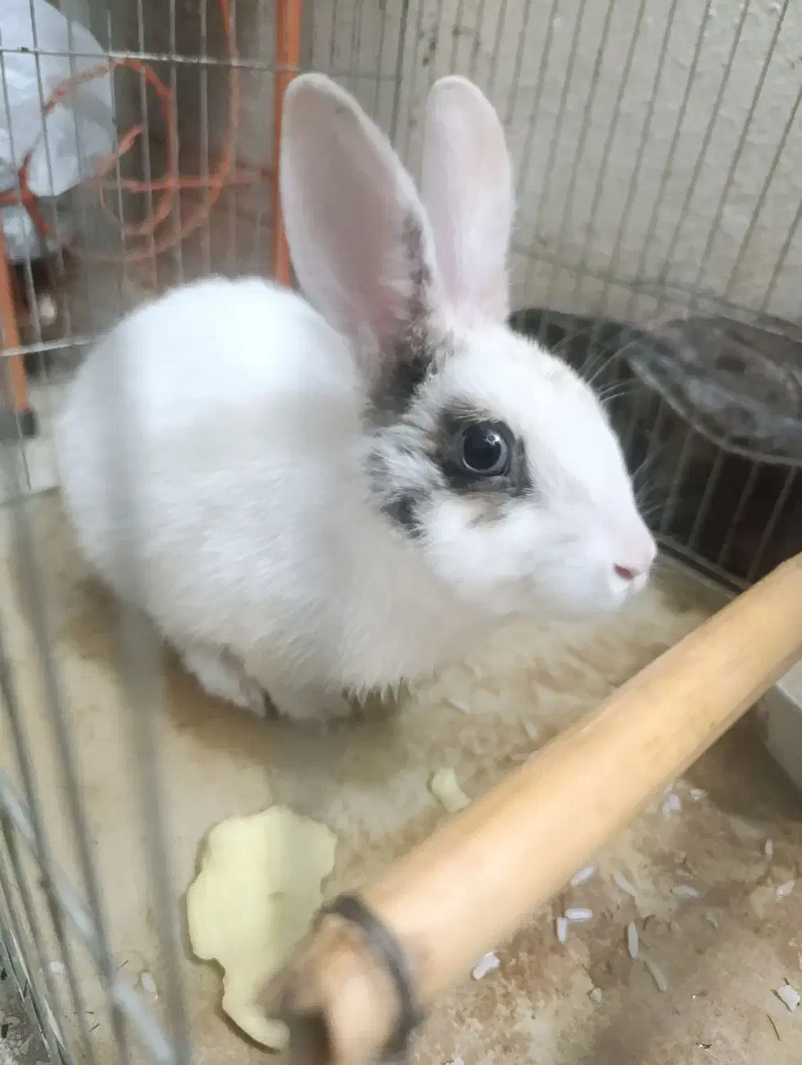 خرگوش|موش و خرگوش|همدان, |دیوار