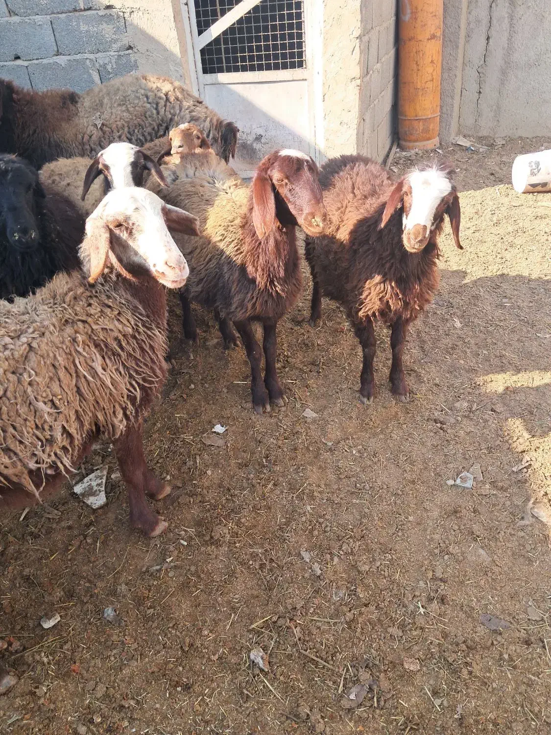 بره ماده|حیوانات مزرعه|هشتگرد, تهران دشت|دیوار