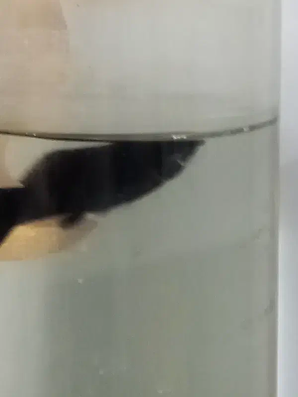 ماهی|ماهی|بیرجند, |دیوار