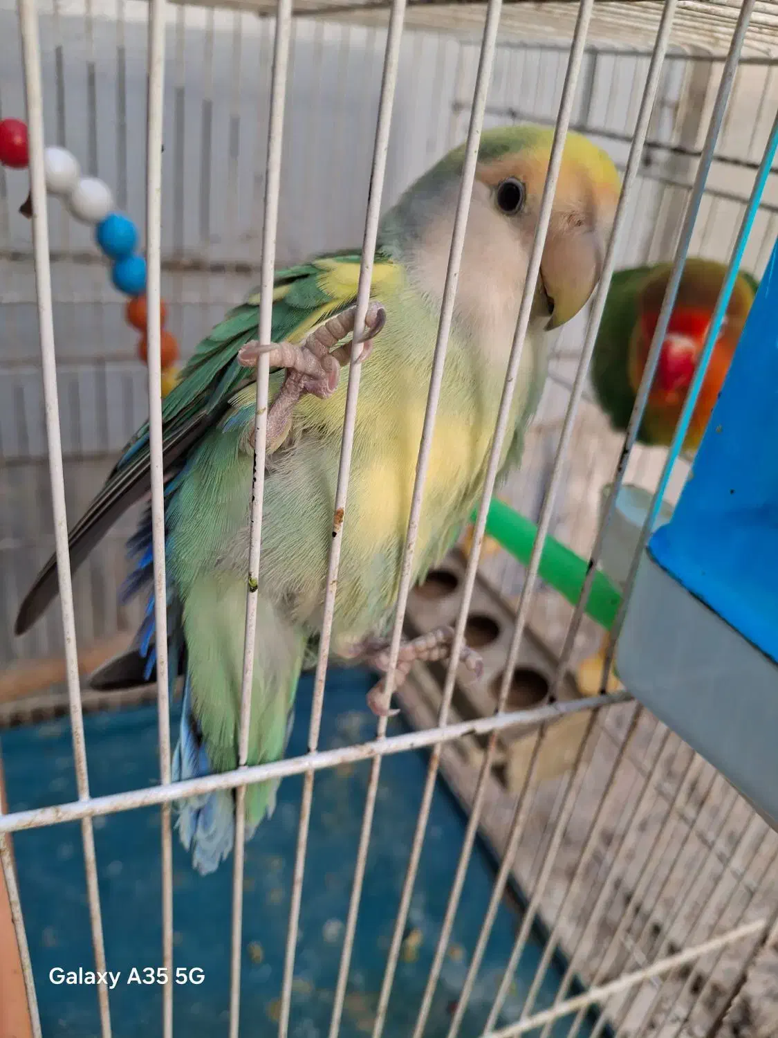 کوتوله|پرنده|مشهد, دریادل|دیوار