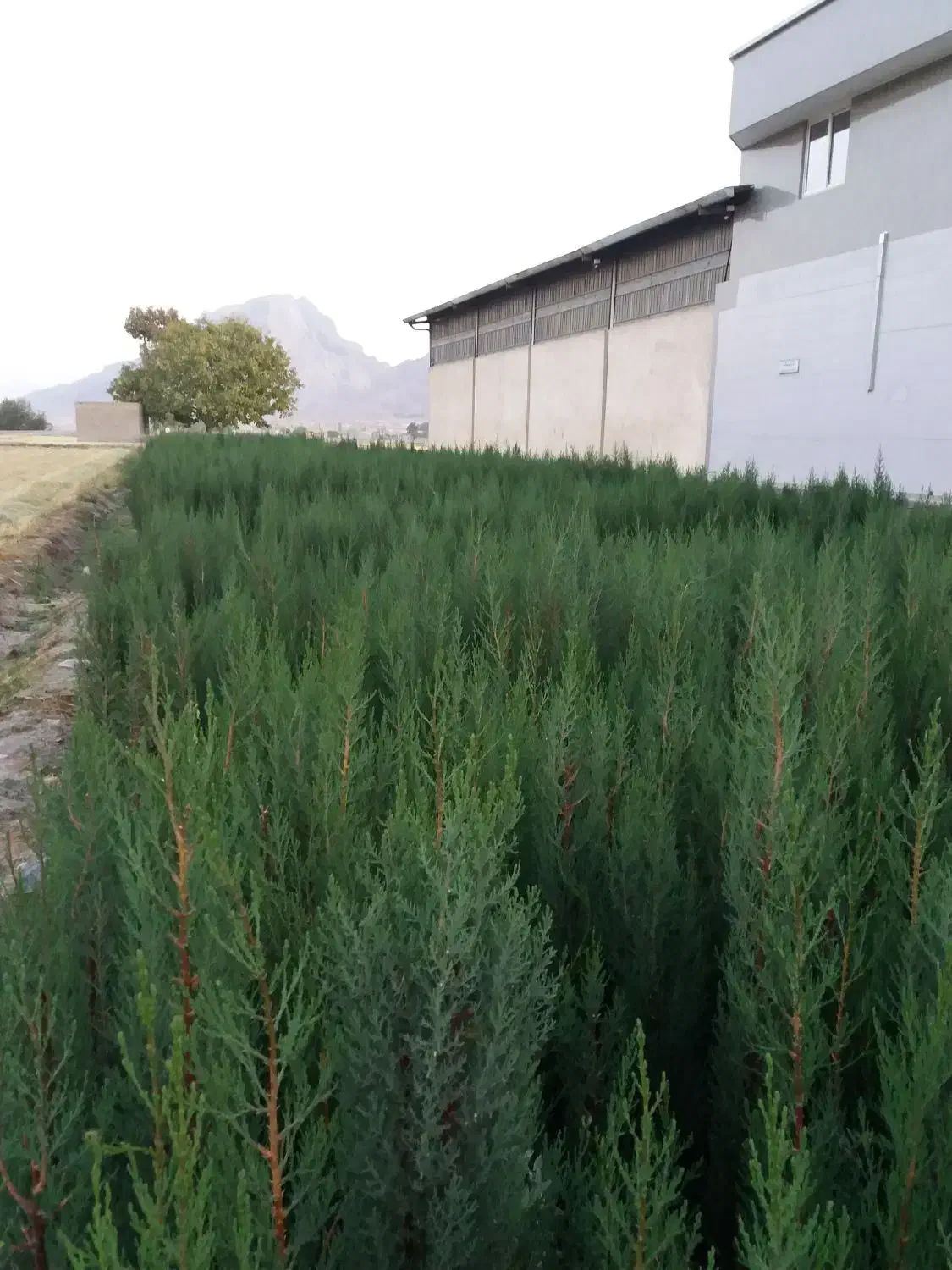 نهالستان ، تولید نهال میوه و نهال زینتی،انواع گل|خدمات باغبانی و درختکاری|فلاورجان, |دیوار