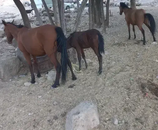 اسب اصیل وآرام|اسب و تجهیزات اسب‌سواری|سیلاخور, |دیوار