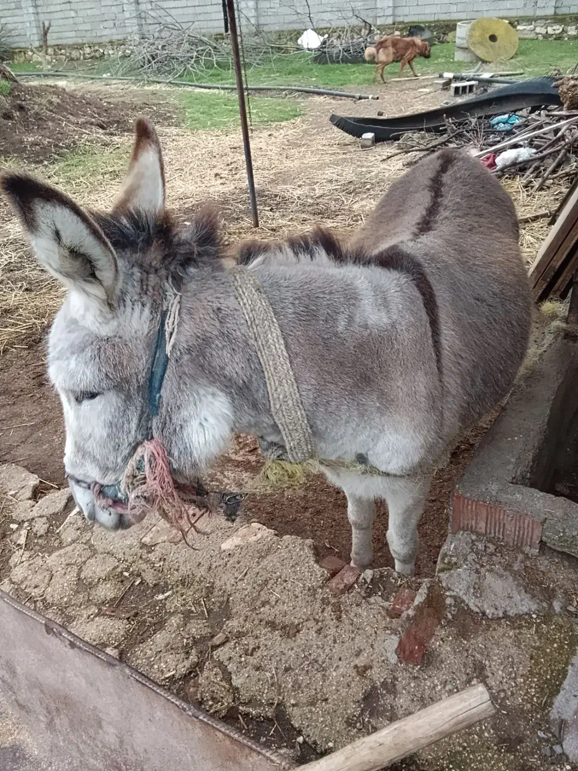 خر ماده گوسفندی|حیوانات مزرعه|بهشهر, |دیوار