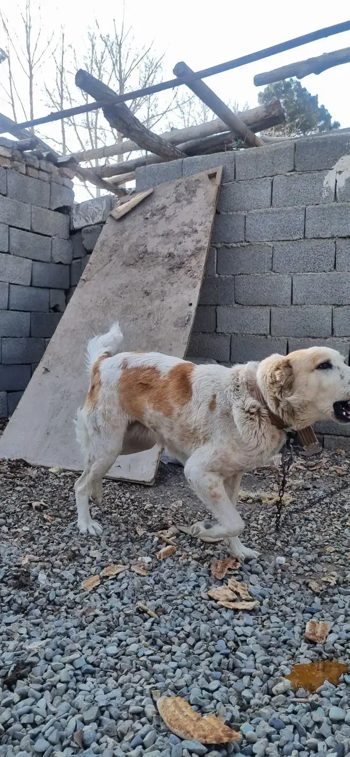 خراسانی ماده|سگ|مشکین‌دشت, |دیوار