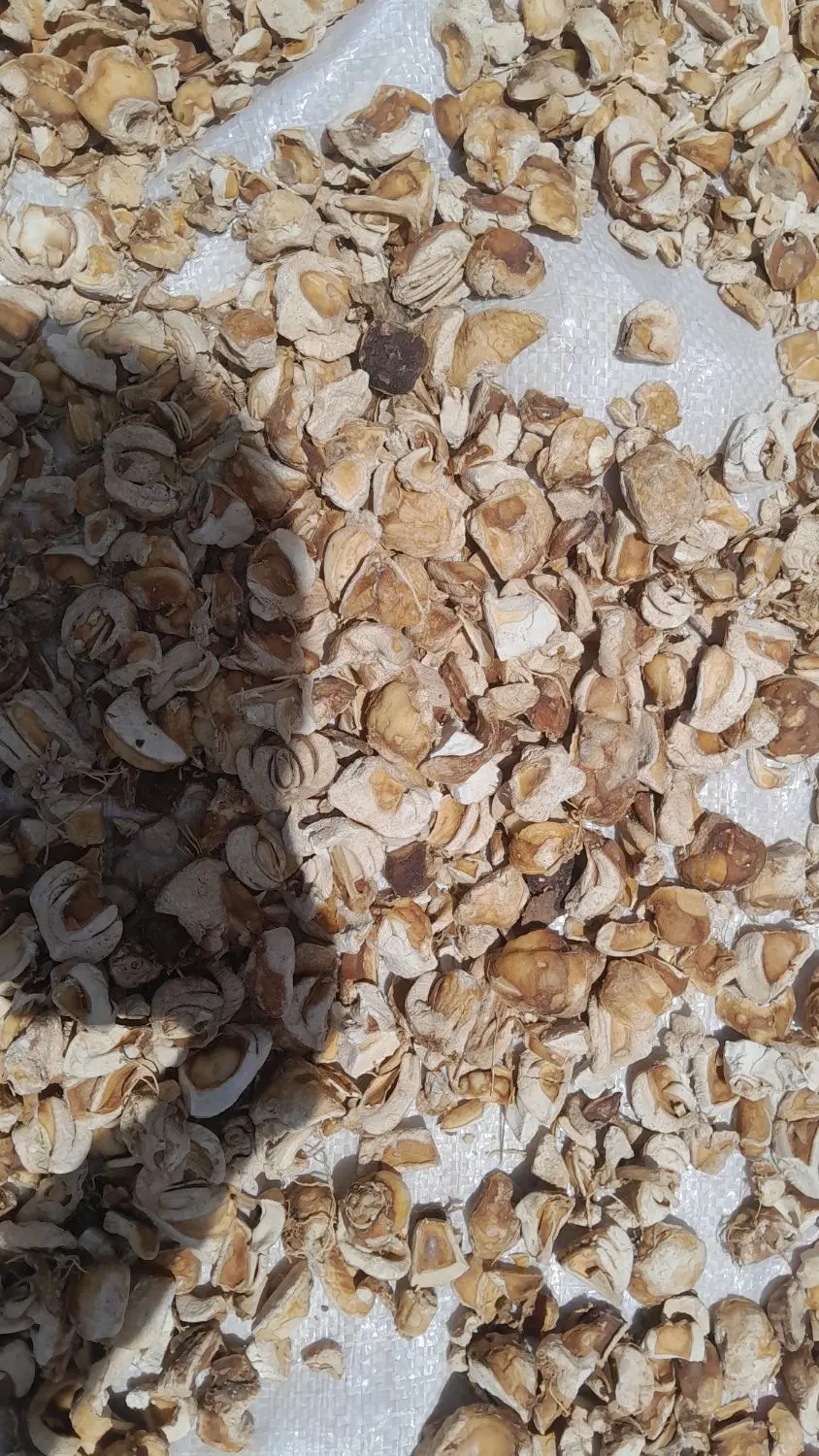 گلی گین سرحدی|گل و گیاه طبیعی|سر آسیاب یوسفی, |دیوار