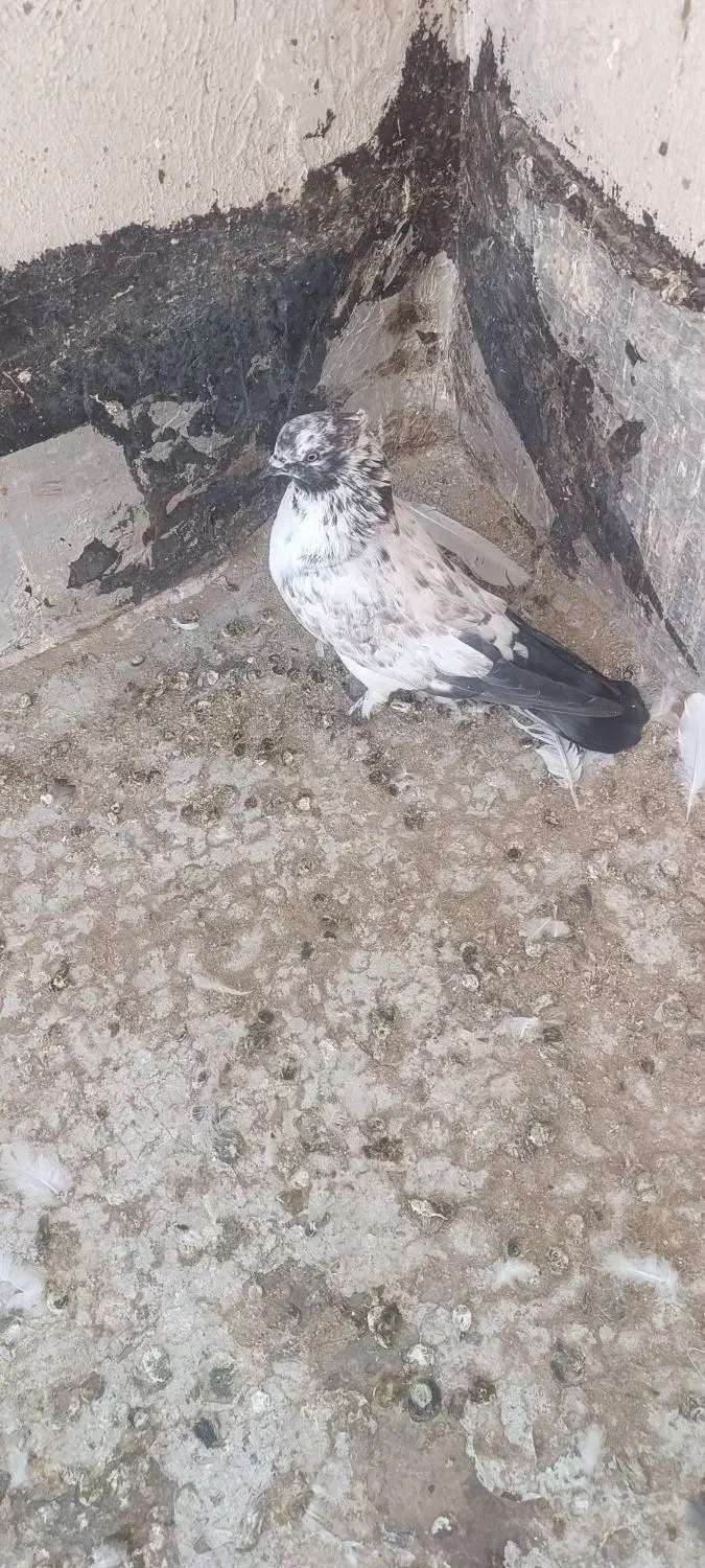 کفتر|پرنده|قم, آزادگان|دیوار