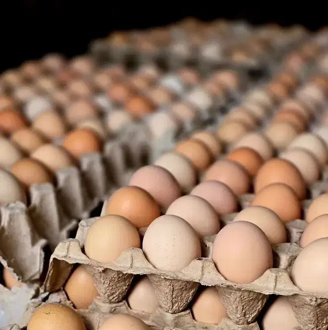 تخم مرغ محلی|خوردنی و آشامیدنی|زنجان, |دیوار