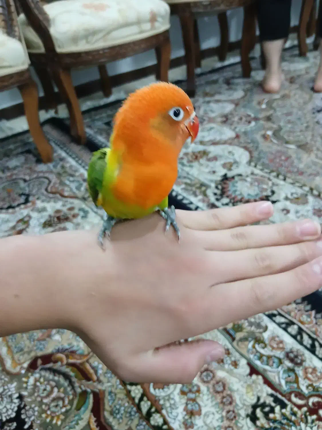 یک جفت طوطی برزیلی|پرنده|مشهد, بهارستان|دیوار