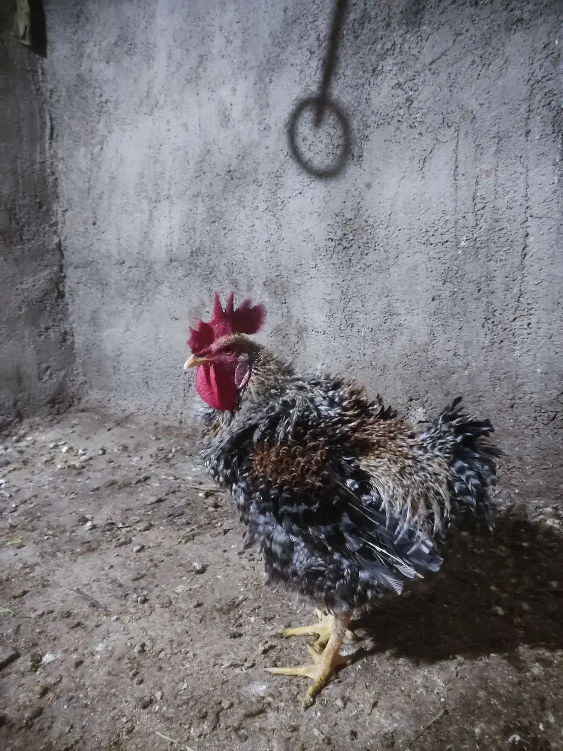 خروس|حیوانات مزرعه|هندیجان, |دیوار