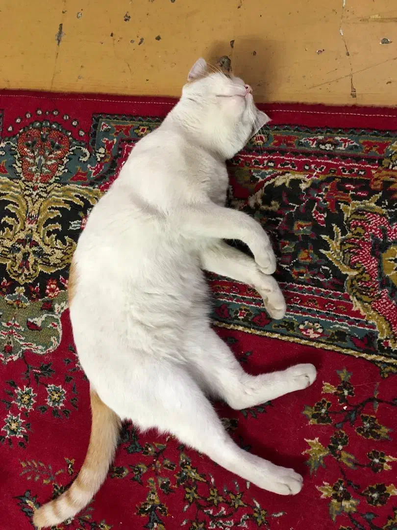 واگذاری رایگان گربه خانگی|گربه|بابل, |دیوار