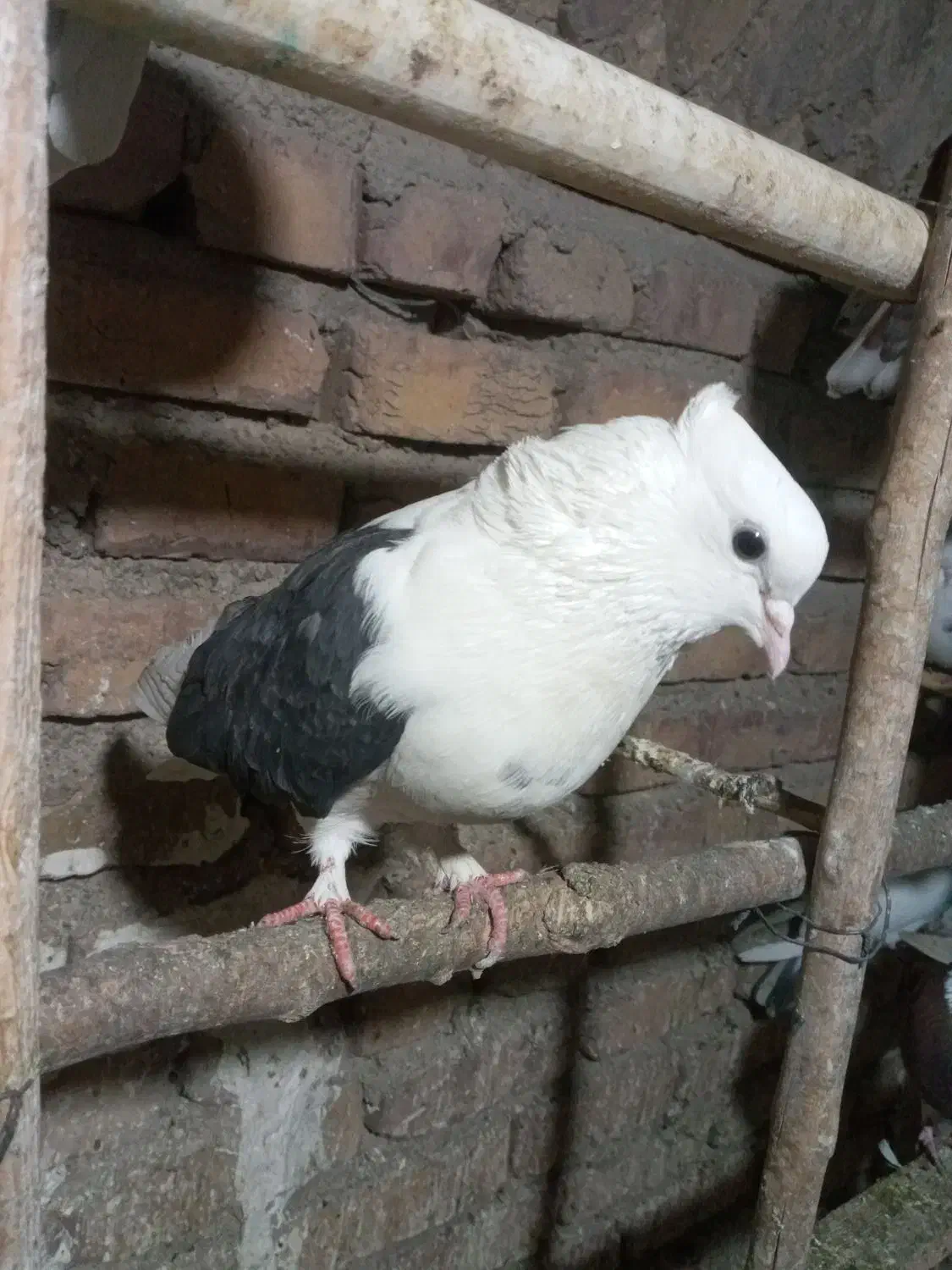 کبوتر|پرنده|محمدشهر, محمدشهر|دیوار