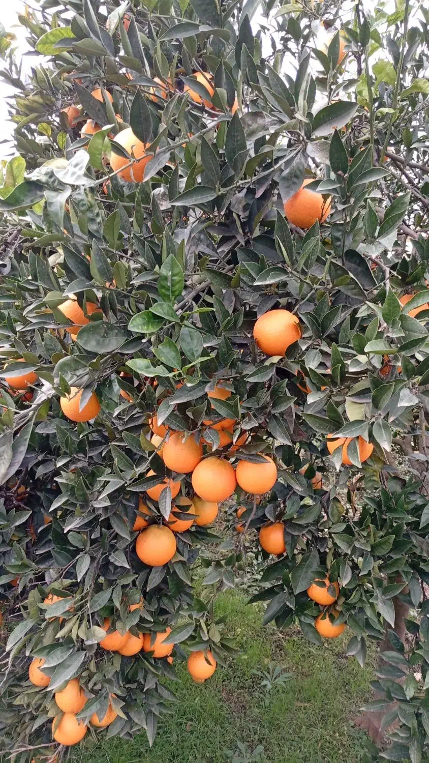 پرتغال|خوردنی و آشامیدنی|عباس‌آباد, |دیوار