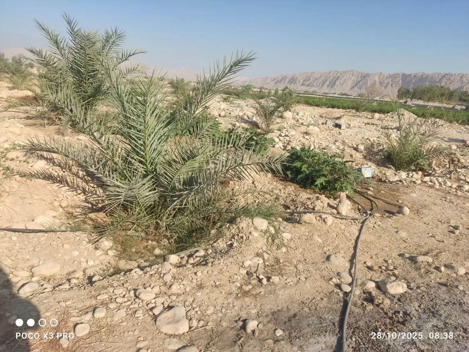 فروش یک ونیم هکتار زمین کشاورزی|فروش زمین و ملک کلنگی|ریز, |دیوار