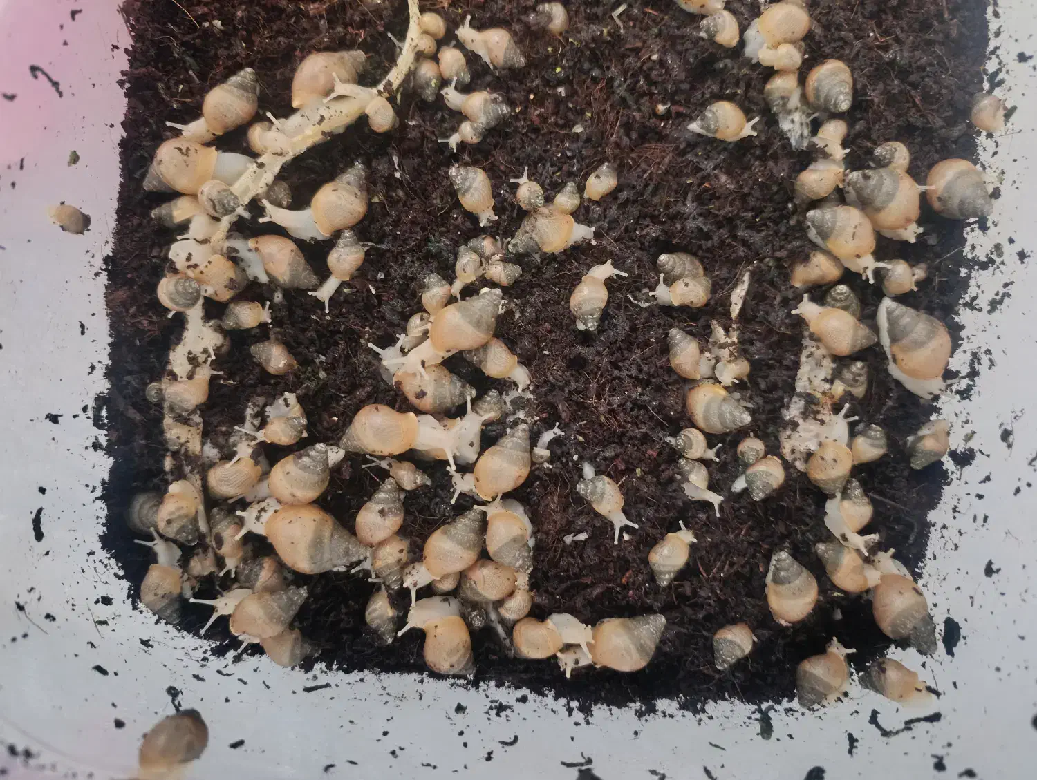 فروش حلزون طبی با خاک مخصوص|آرایشی، بهداشتی، درمانی|فسا, |دیوار